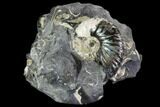 Hoploscaphites Ammonite - South Dakota #110585-1
